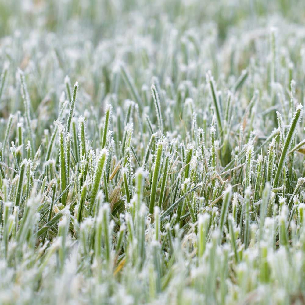 A close up of a field of grass covered in frost.