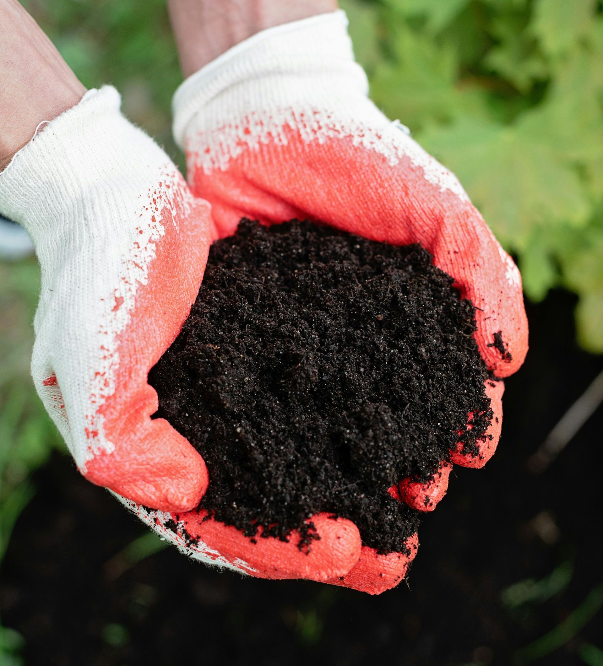 A person wearing red and white gloves is holding a pile of dirt in their hands.