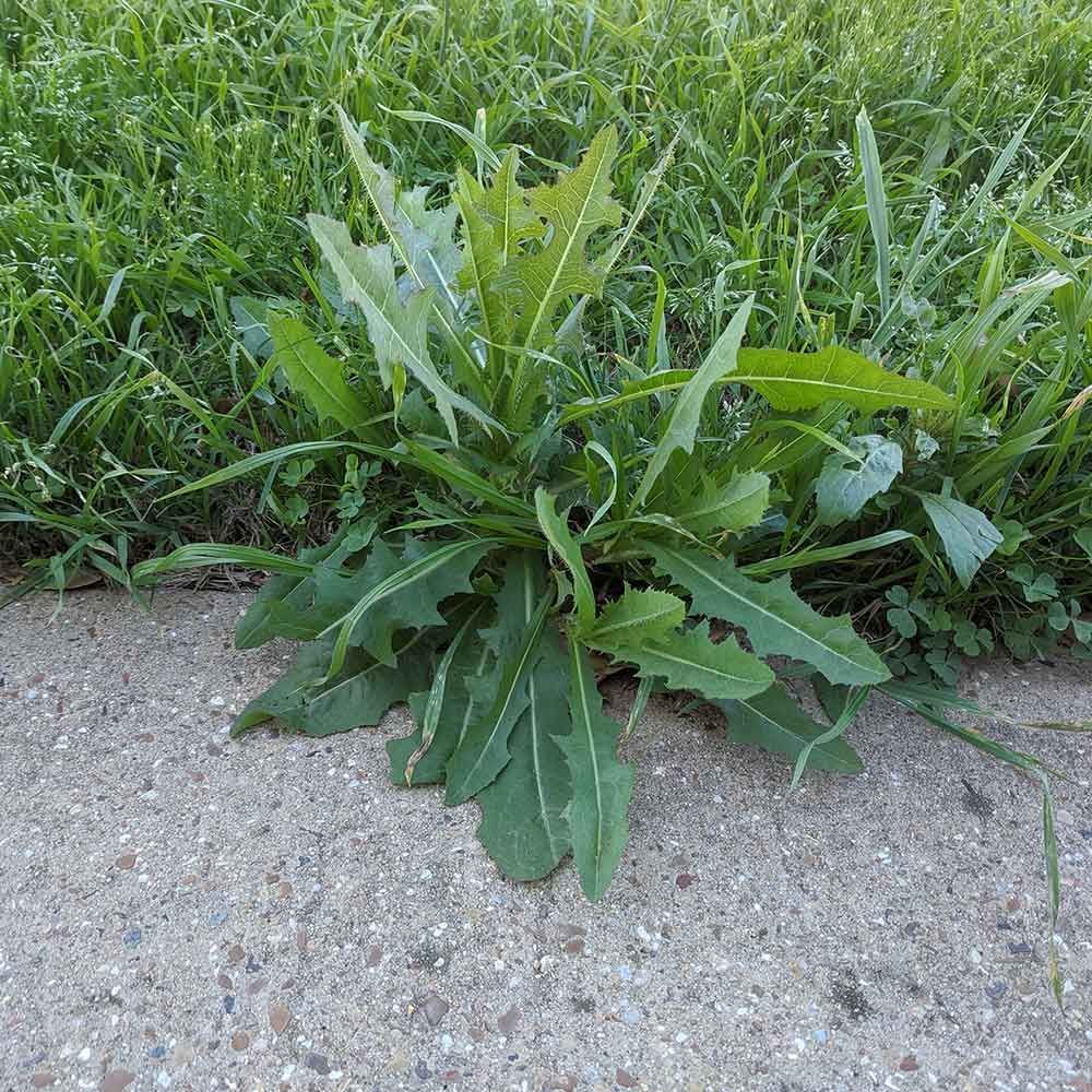 A small plant is growing out of the ground next to a lawn.