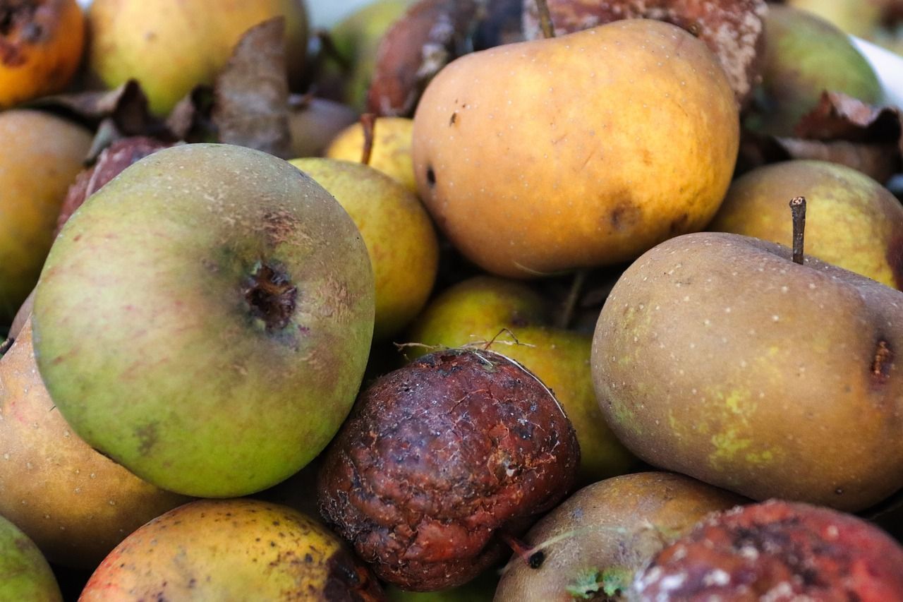 biodéchets pommes pourries