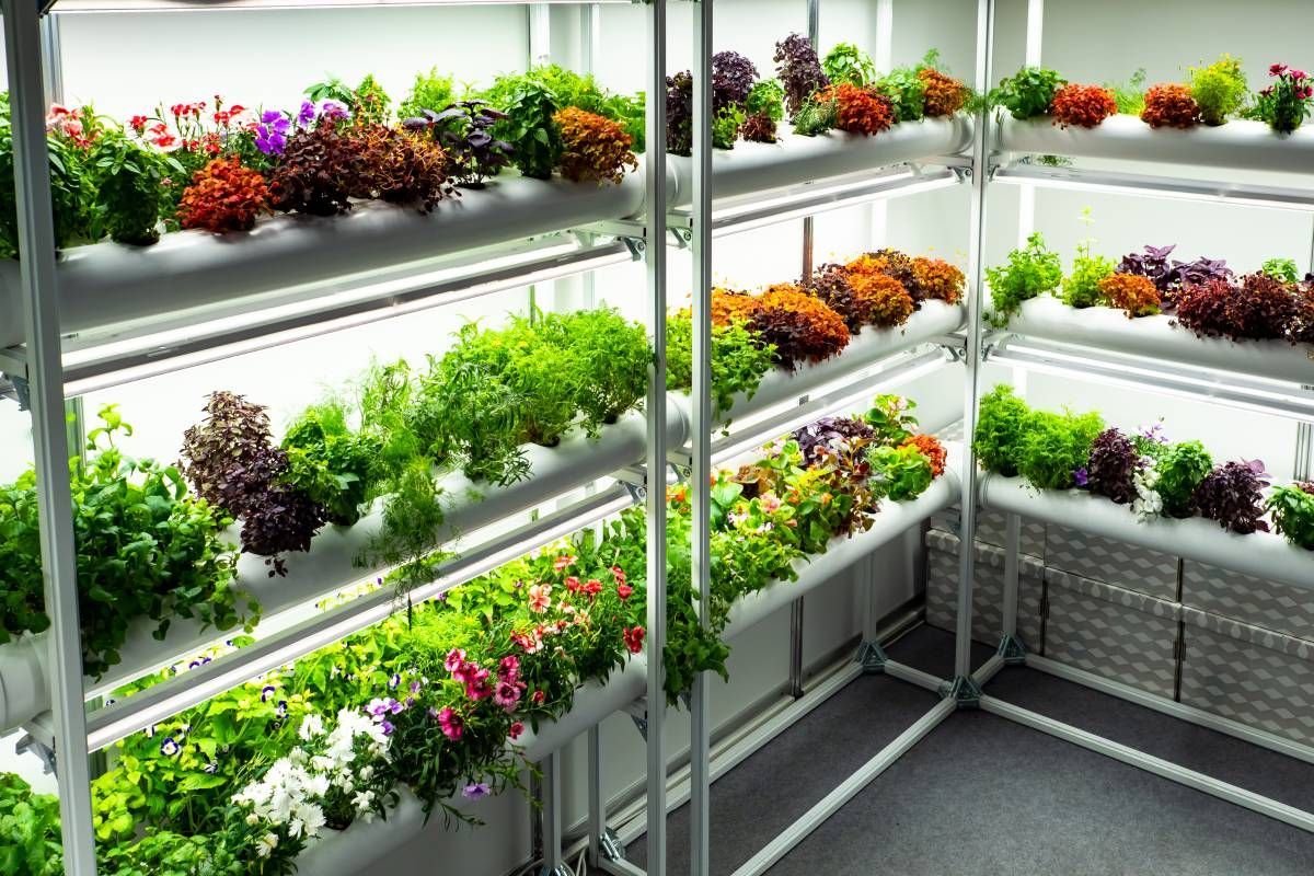 Green Leaves Plant — Wide Bay Hydroponics In Saint Helens, QLD
