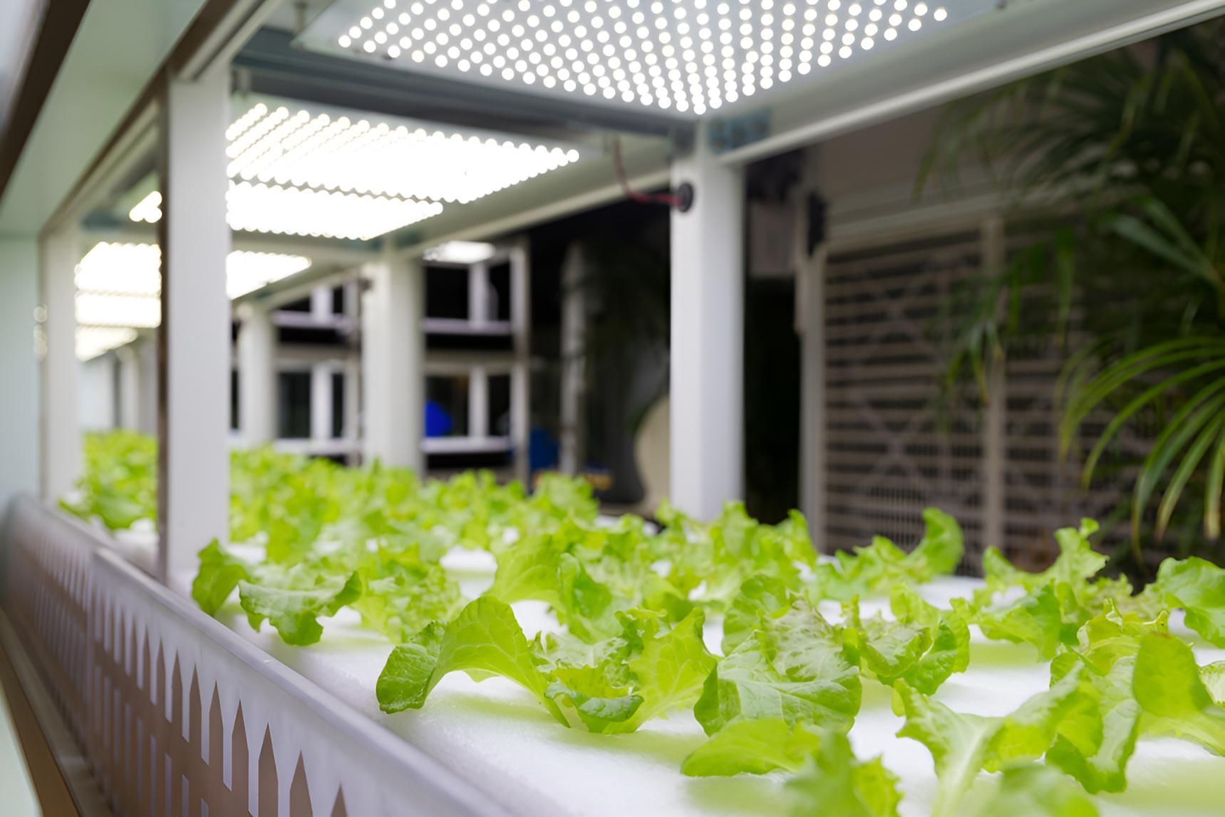 A Row Of Lettuce Plants Growing In A Greenhouse — Wide Bay Hydroponics In Saint Helens, QLD