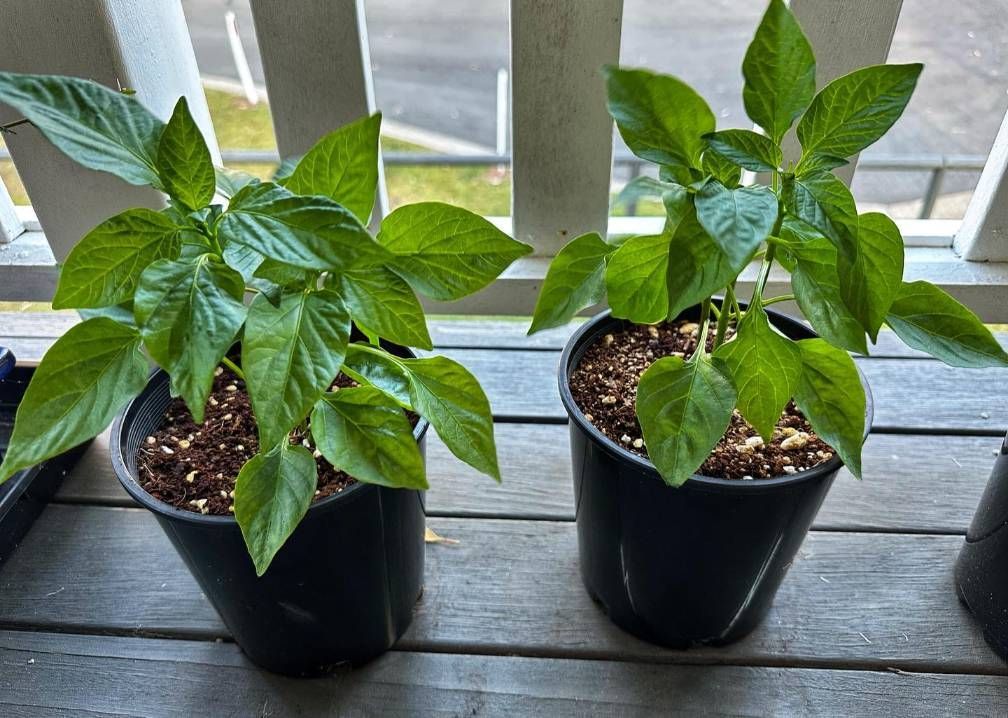 Two Potted Plants Are Sitting on a Wooden Deck — Wide Bay Hydroponics In Saint Helens, QLD