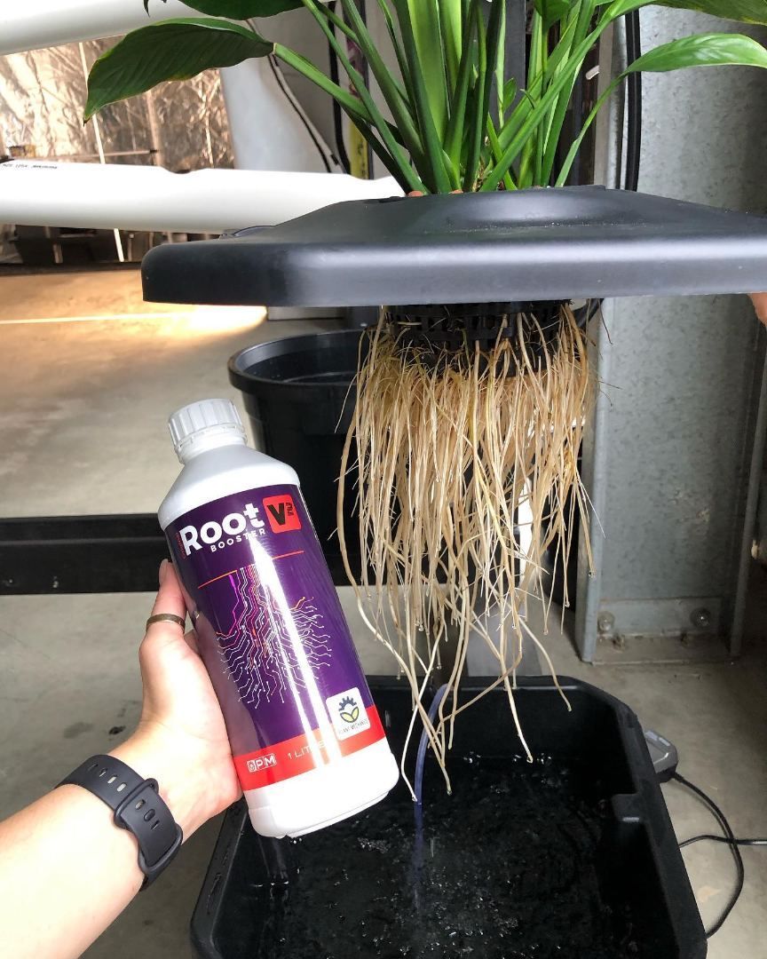 A Person is Holding a Bottle of Root V in Front of a Plant — Wide Bay Hydroponics In Bundaberg, QLD