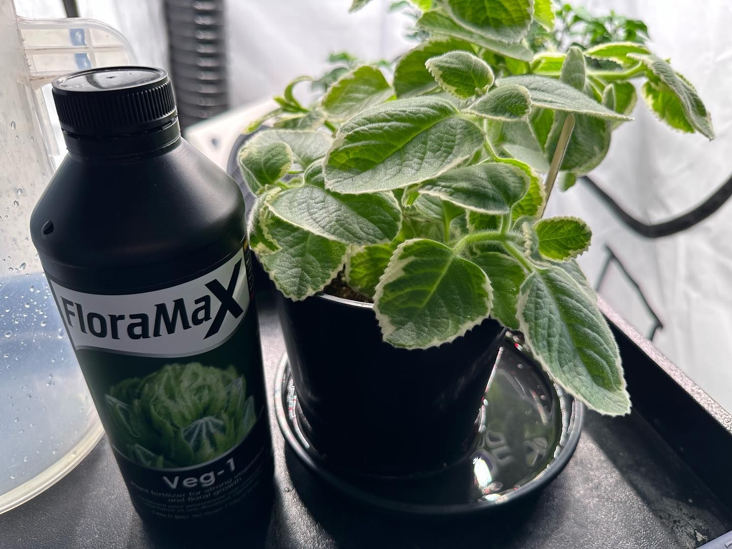 A Bottle of Floramax Next to a Potted Plant — Wide Bay Hydroponics In Bundaberg, QLD