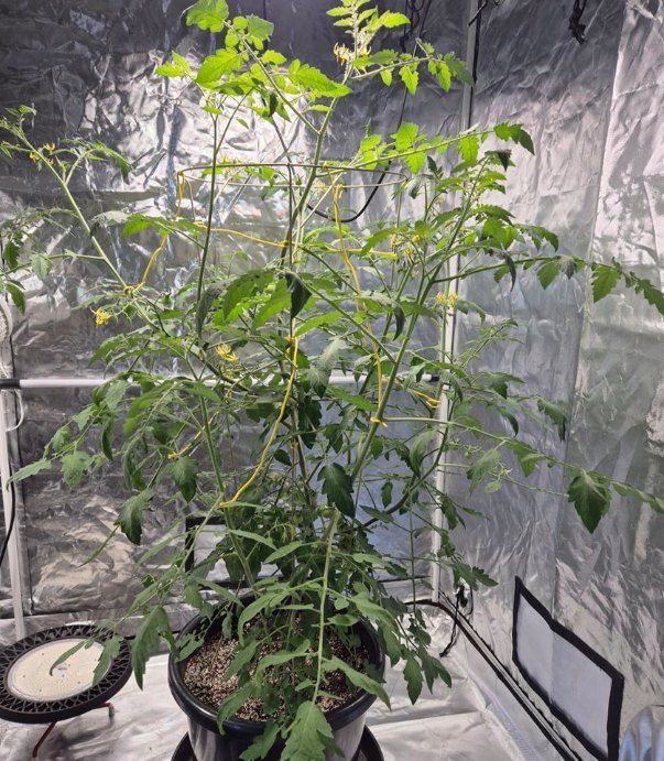 A Potted Plant is Growing in a Greenhouse — Wide Bay Hydroponics In Gympie, QLD