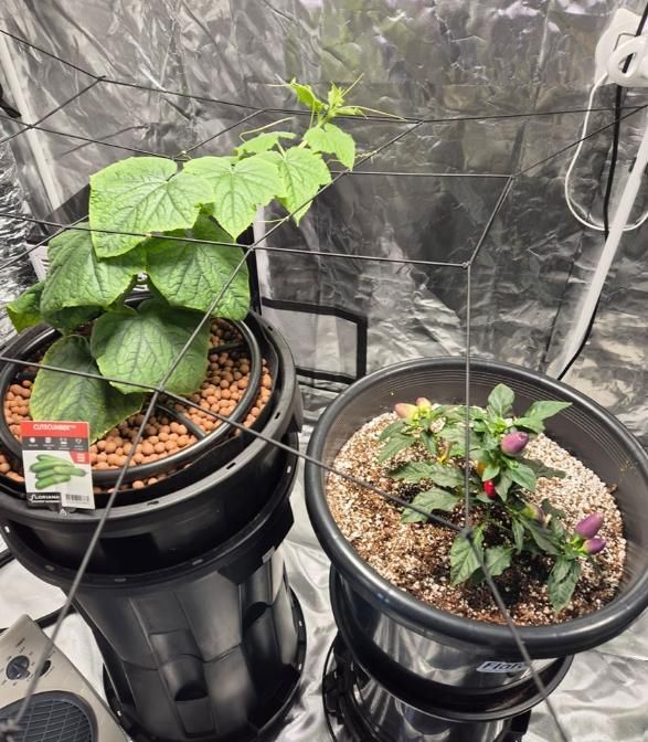 Two Potted Plants Are Growing in a Greenhouse — Wide Bay Hydroponics In Hervey Bay, QLD