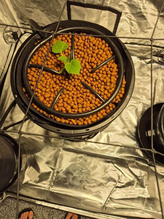 A Plant is Growing in a Pot Filled With Clay Balls — Wide Bay Hydroponics In Gympie, QLD