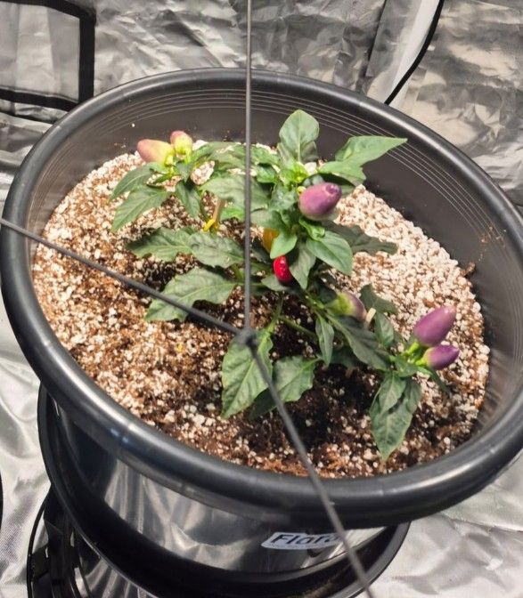 A Potted Plant With Purple Flowers and Green Leaves — Wide Bay Hydroponics In Hervey Bay, QLD