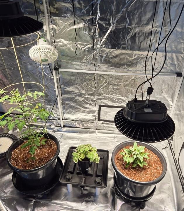 Three Potted Plants Are Growing in a Grow Tent — Wide Bay Hydroponics In Gympie, QLD