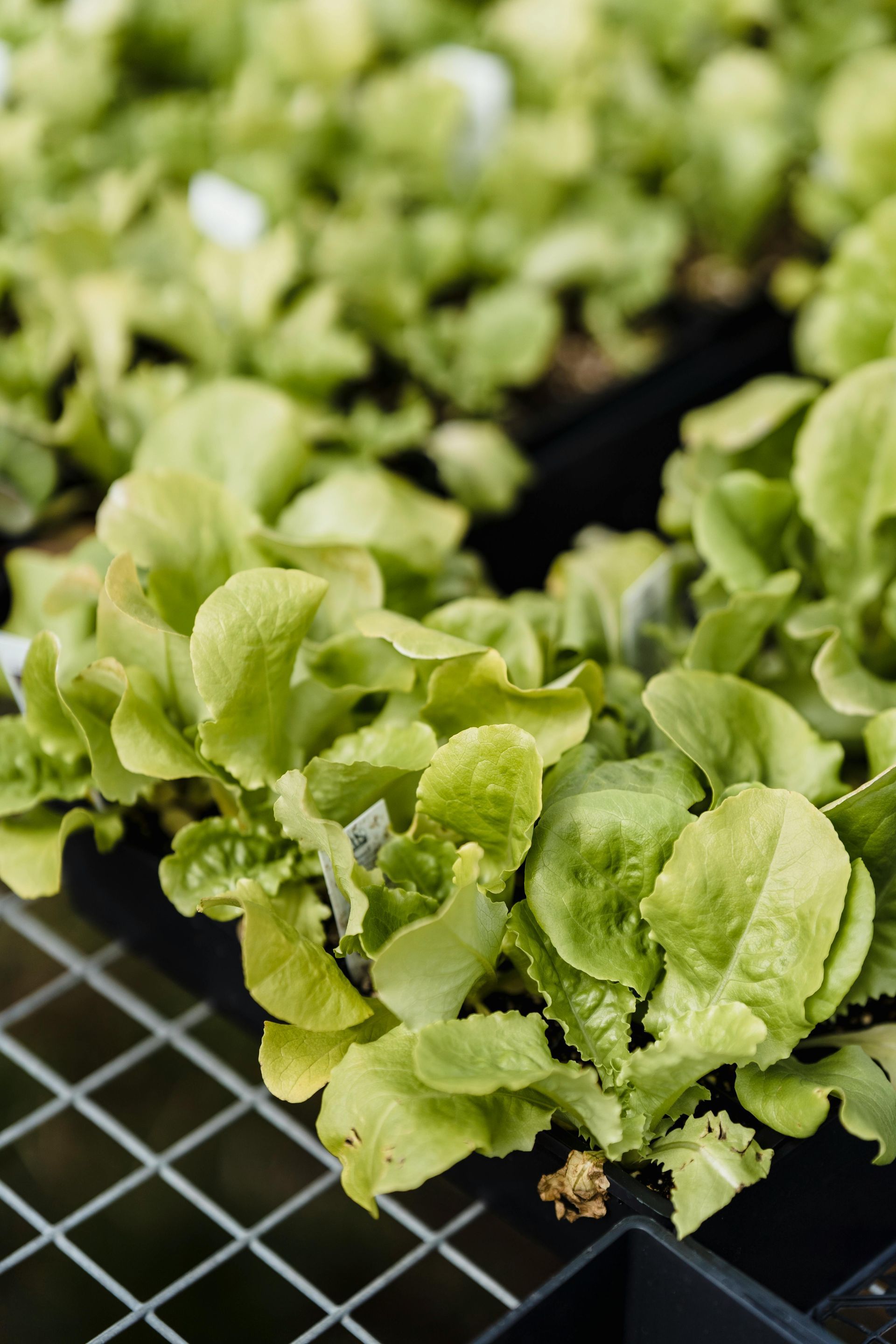 Green Plants on a Black Plastic Pot — Wide Bay Hydroponics In Saint Helens, QLD