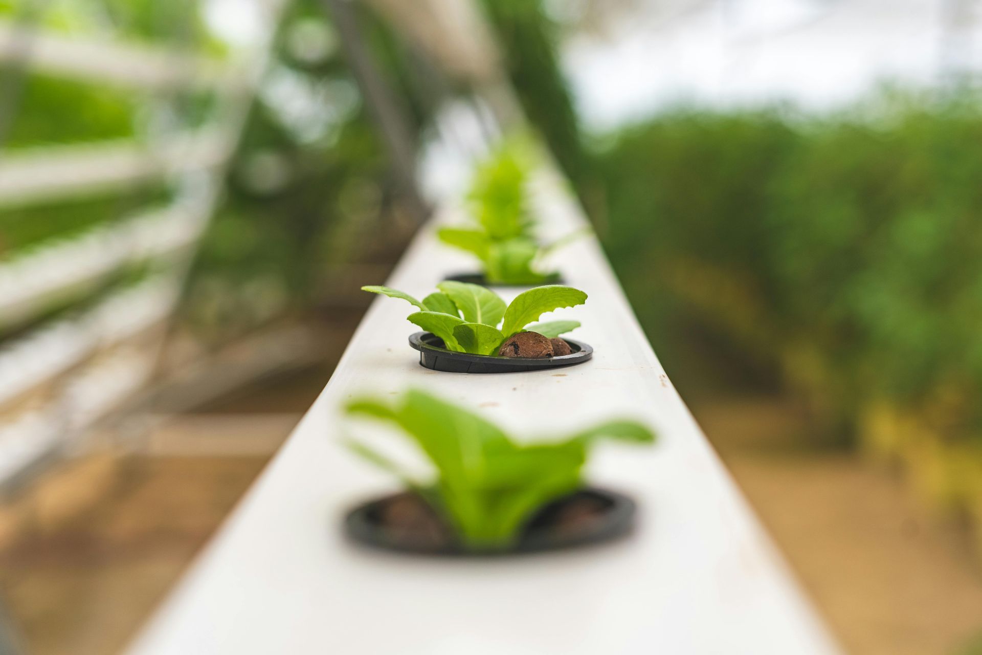 Close-up Photo of Lettuce Plant using Hydroponics Farming — Wide Bay Hydroponics In Saint Helens, QLD