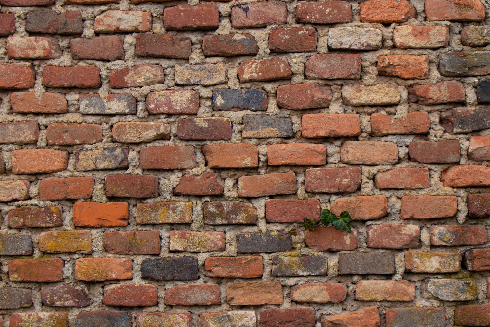 A close up of a brick wall with a plant growing out of it.
