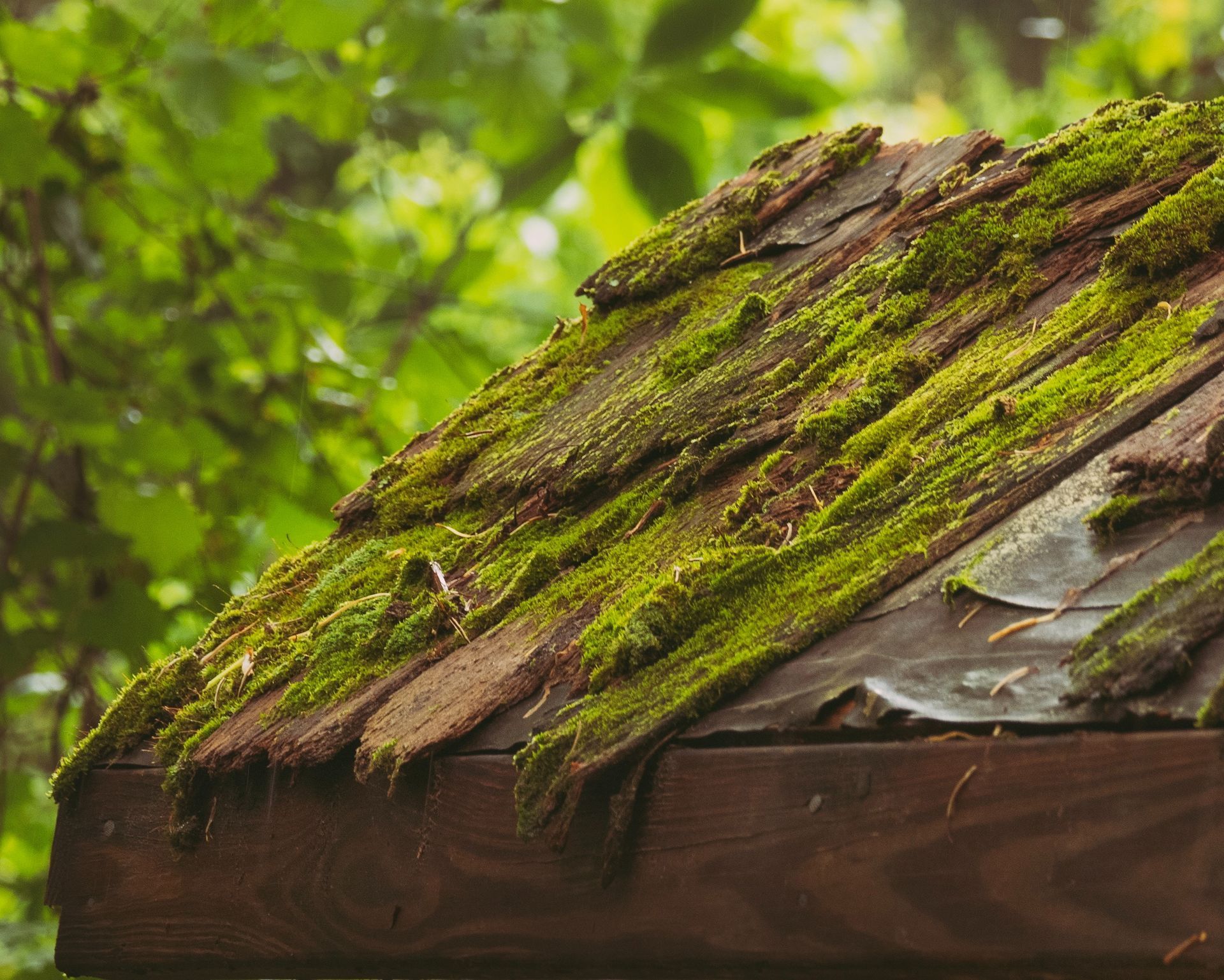 A wooden roof with moss growing on it.
