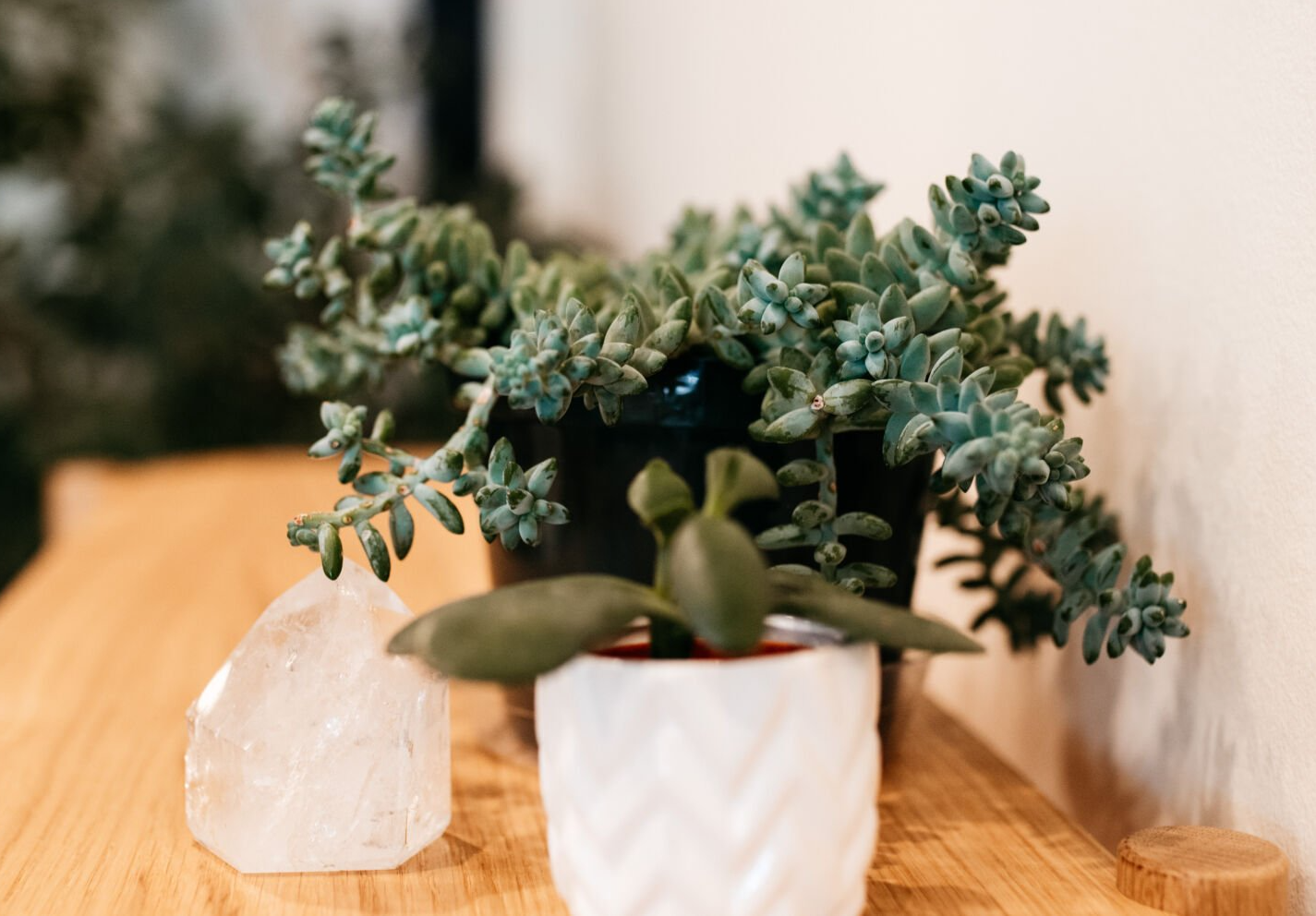 Picture of sedum or succulent plants in a white pot.