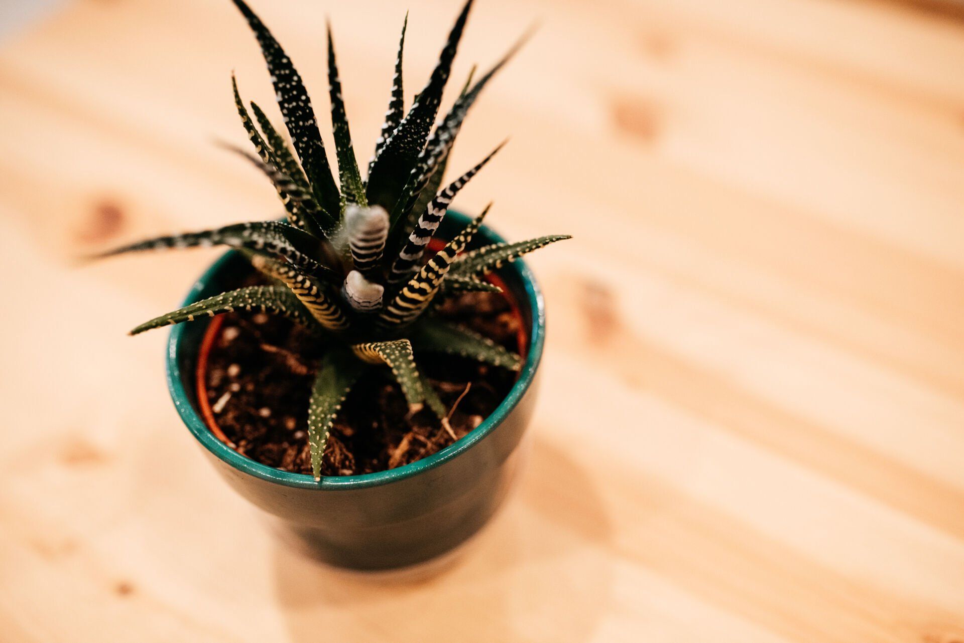 Professional photograph of a plant sitting on a wood table.