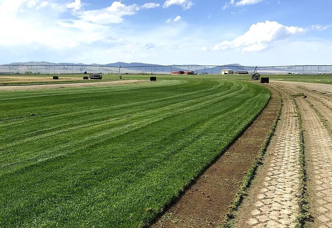 Sod delivery - Mark's Lawn and Garden Supply SLC Utah