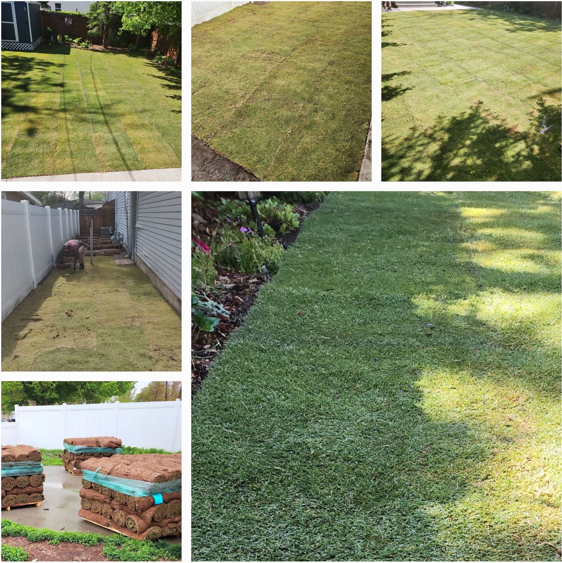 Tahoma31 hybrid Bermudagrass in Salt Lake City, Utah | Mark's Lawn and Garden Supply