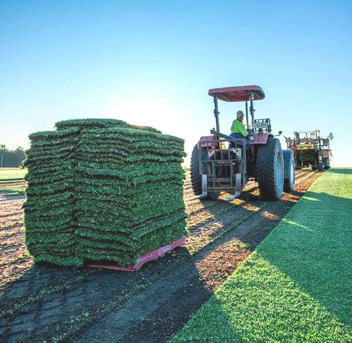 Infographic: “6 Steps to a Healthy Sod Lawn”