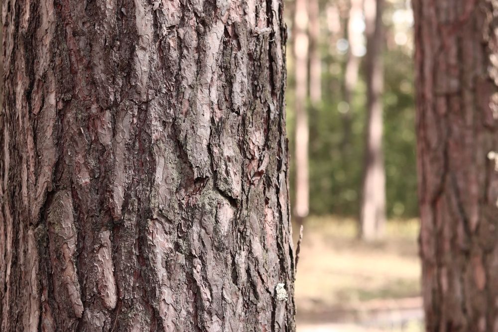 A close up of a tree trunk in a forest.