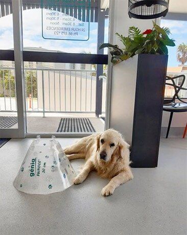 Pet Aftercare — Lennox Head Vet Clinic in Lennox Head, NSW