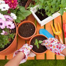 A person is planting a plant in a pot on a wooden table.