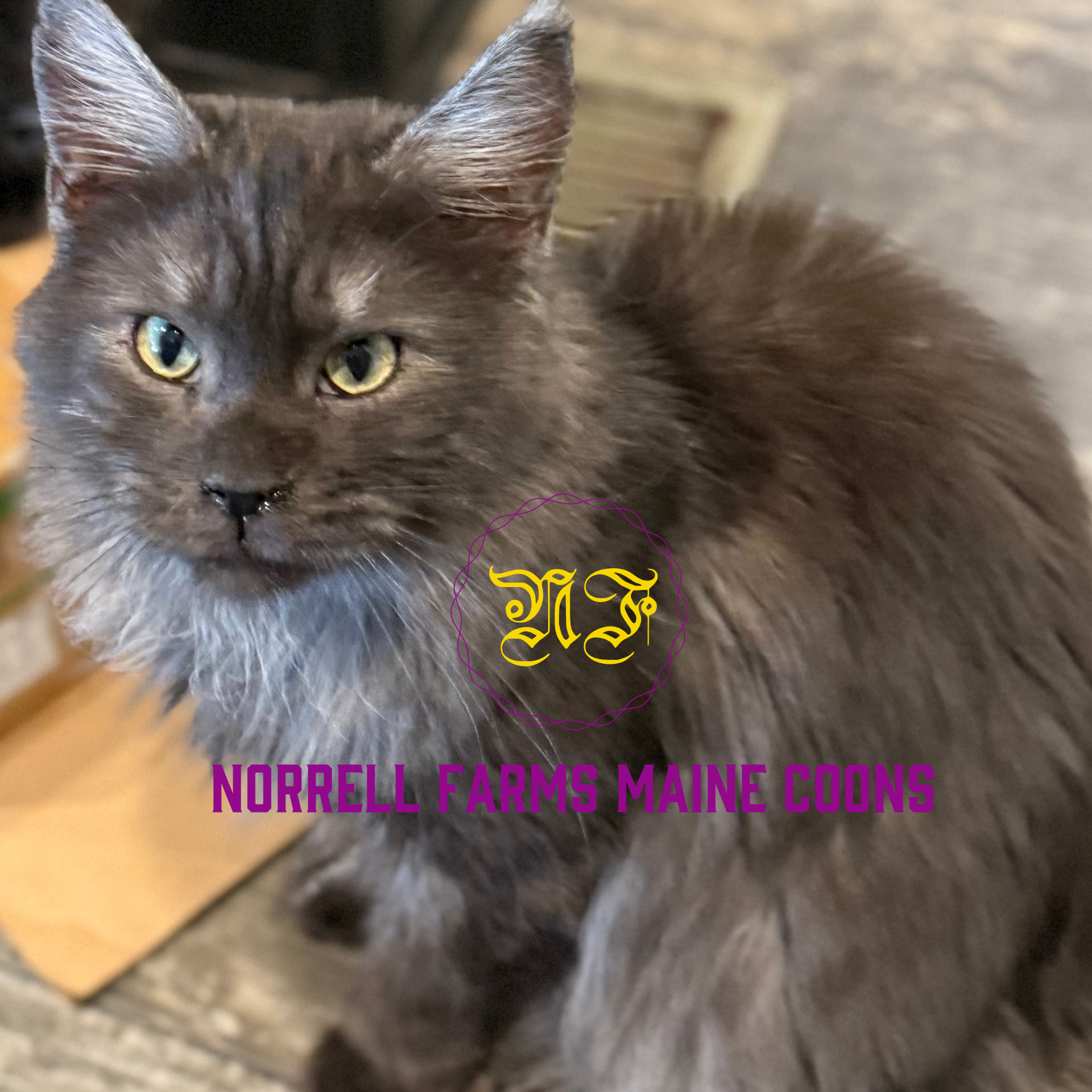 Aengus Og Grey Smoke 