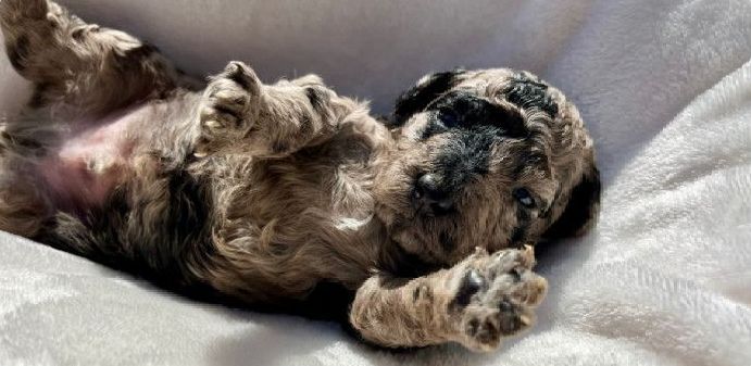 A small puppy is laying on its back on a white blanket.
