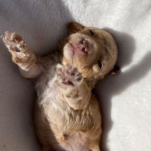 A puppy is laying on its back on a white blanket.