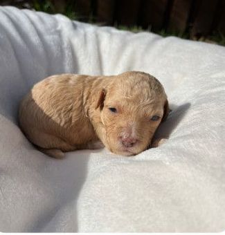 A small brown puppy is laying on a white blanket.