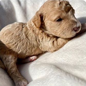 A small brown puppy is laying on a white blanket.