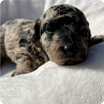 A brown and black puppy is laying on a white blanket.