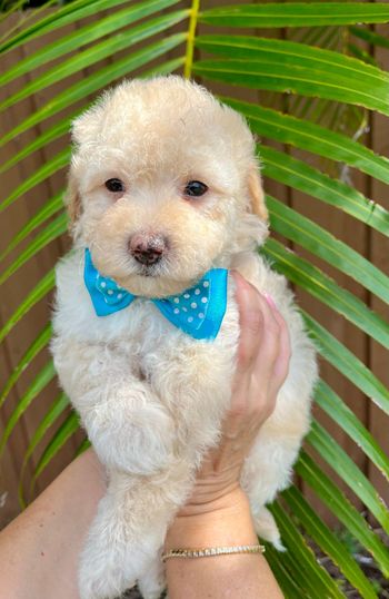 A person is holding a small poodle puppy wearing a blue bow tie.