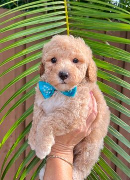 A person is holding a small poodle puppy wearing a blue bow tie.