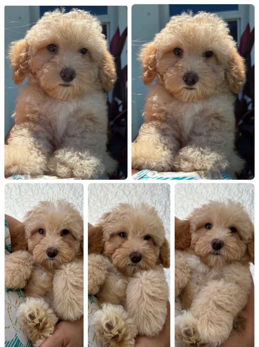 Golden-colored puppy with curly fur, sitting, looking at the viewer. Multiple views of the puppy are shown.