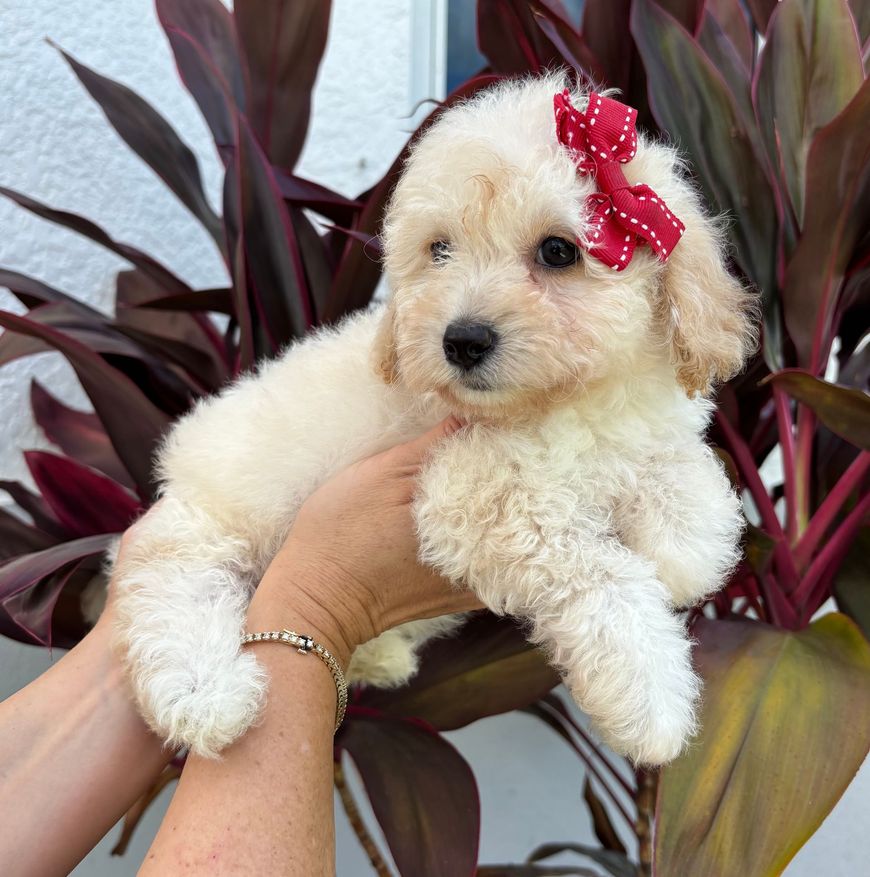 A small, cream-colored poodle puppy held in hands, wearing a red bow, in front of leafy plants.