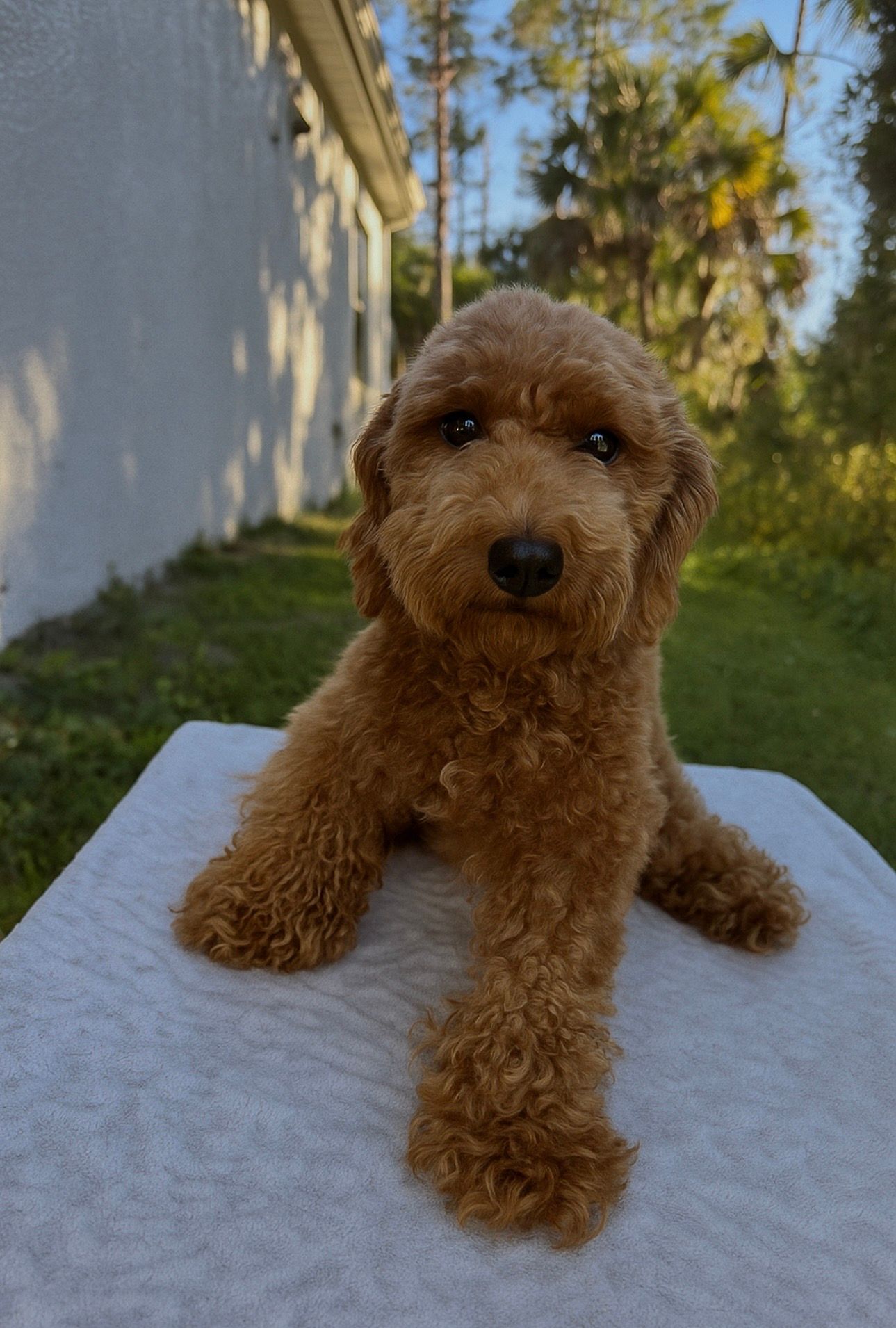 A brown poodle wearing a pink bandana is sitting in front of daisies.