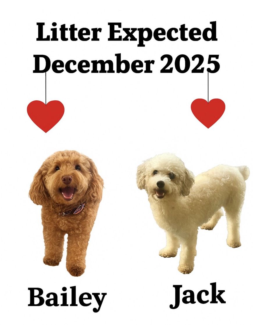 A small, cream-colored poodle puppy held in hands, wearing a red bow, in front of leafy plants.