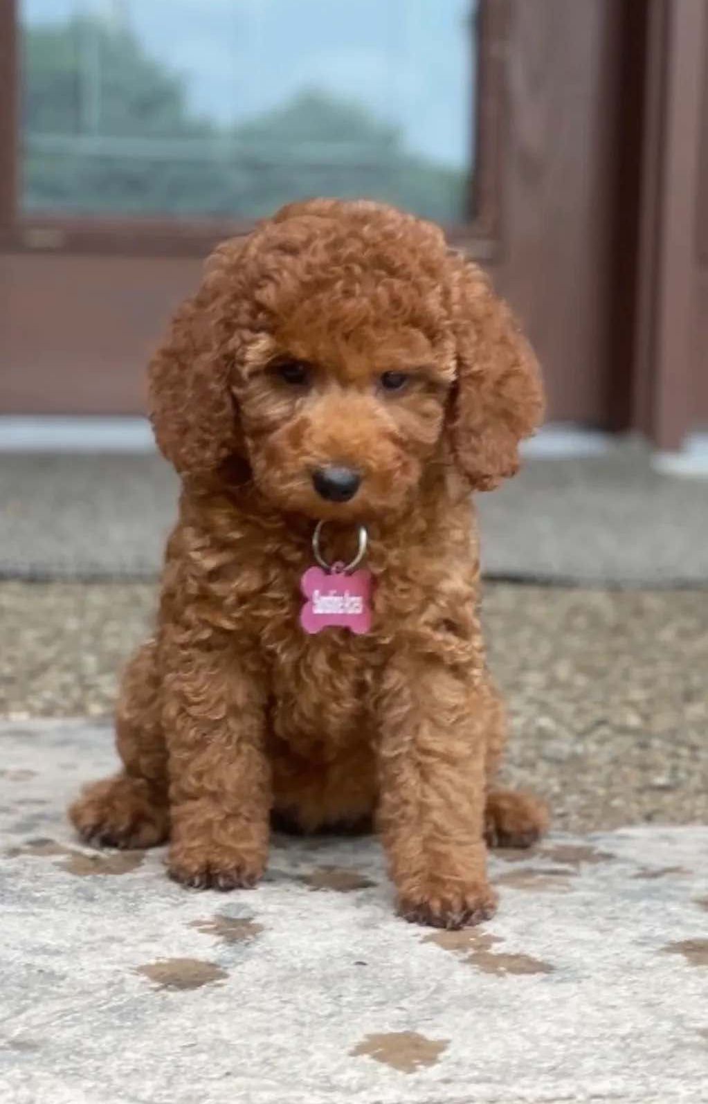 A small brown poodle puppy is sitting on a porch.