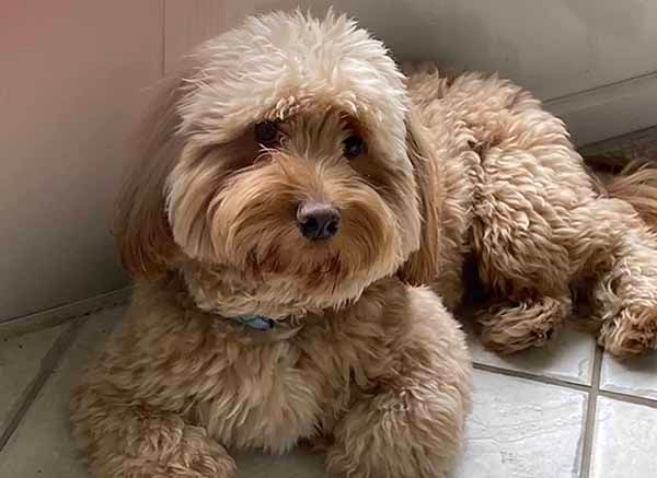 A small brown dog is laying on a tiled floor.