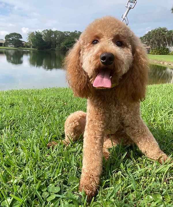 A brown poodle is sitting in the grass next to a lake.