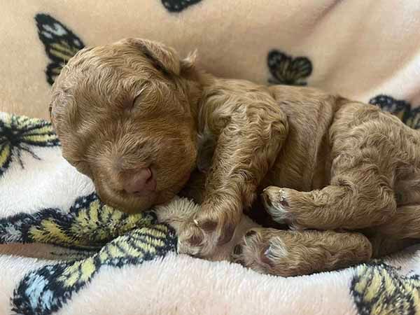 A puppy is sleeping on a blanket with butterflies on it.