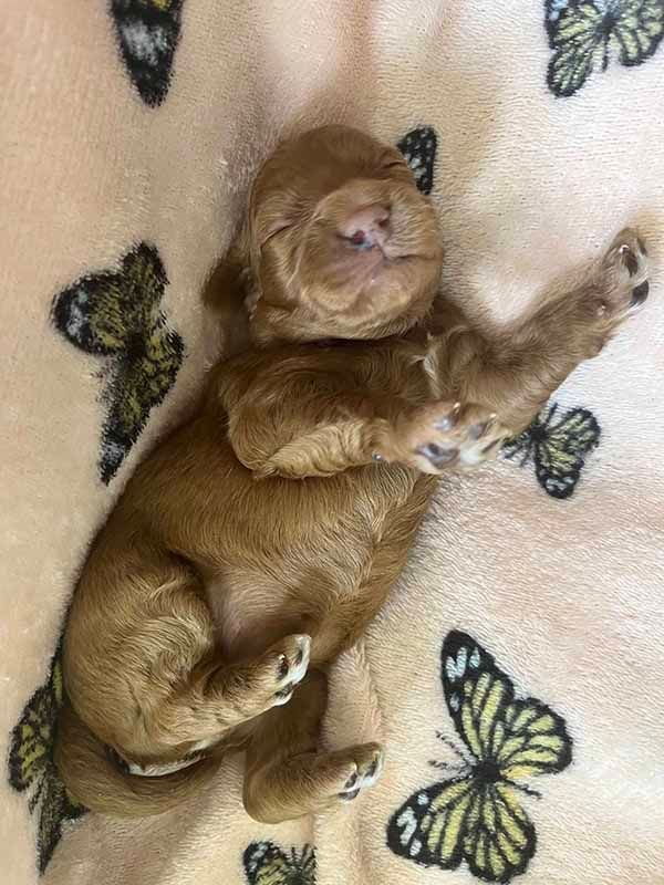 A brown puppy is laying on its back on a blanket with butterflies.
