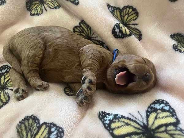 A puppy is yawning while laying on a blanket with butterflies.