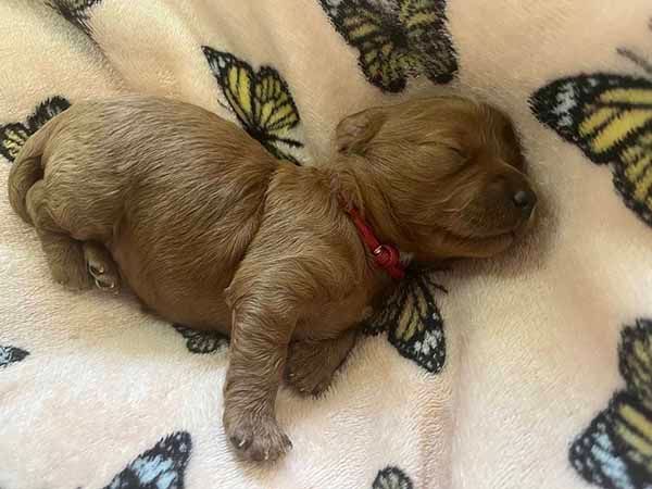 A puppy is sleeping on a blanket with butterflies on it.