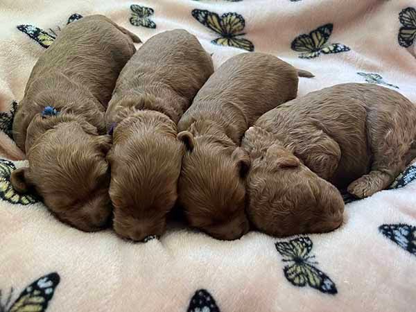 A group of puppies are sleeping on a blanket with butterflies on it.