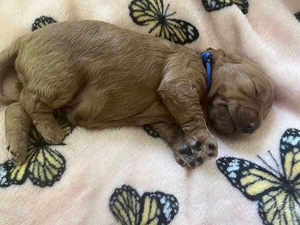 A brown puppy is sleeping on a pink blanket with butterflies.