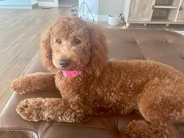 A brown poodle is laying on a brown ottoman in a living room.
