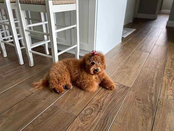 A small brown dog is laying on a wooden floor in a kitchen.