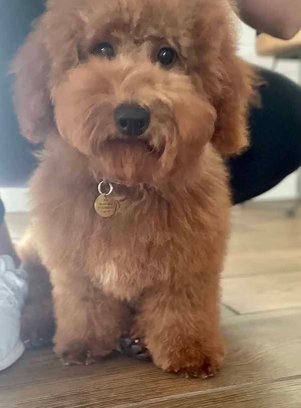 A small brown poodle is sitting on a wooden floor.